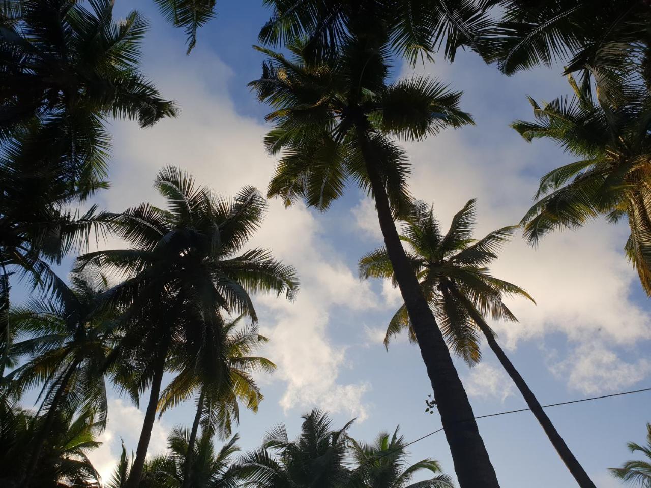 Palm Forest Палолем Экстерьер фото